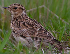 Woodlark