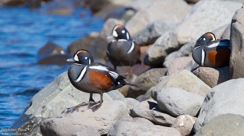 Harlequin Duck male adult breeding, habitat, pigmentation