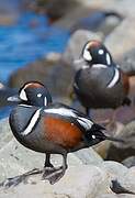 Harlequin Duck