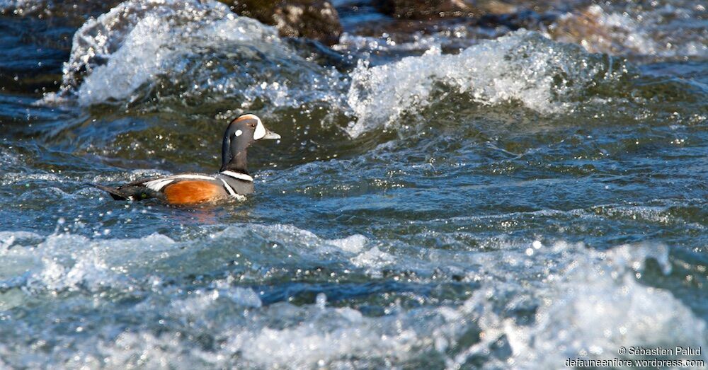 Harlequin Duckadult breeding