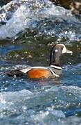 Harlequin Duck