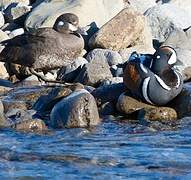 Harlequin Duck