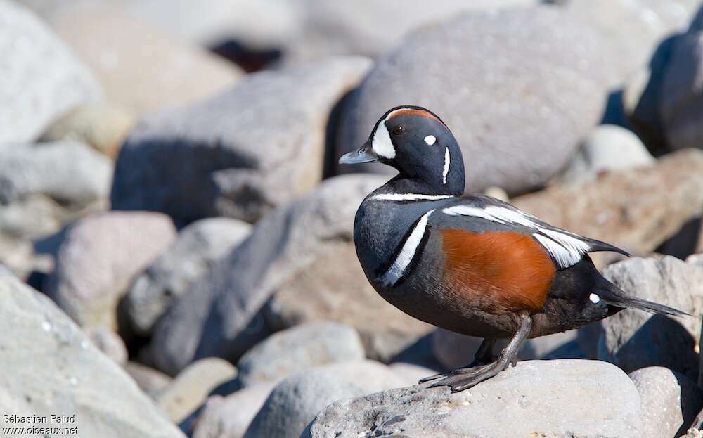 Harlequin Duck male adult breeding, identification