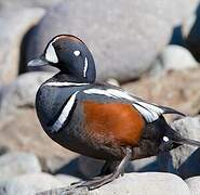 Harlequin Duck