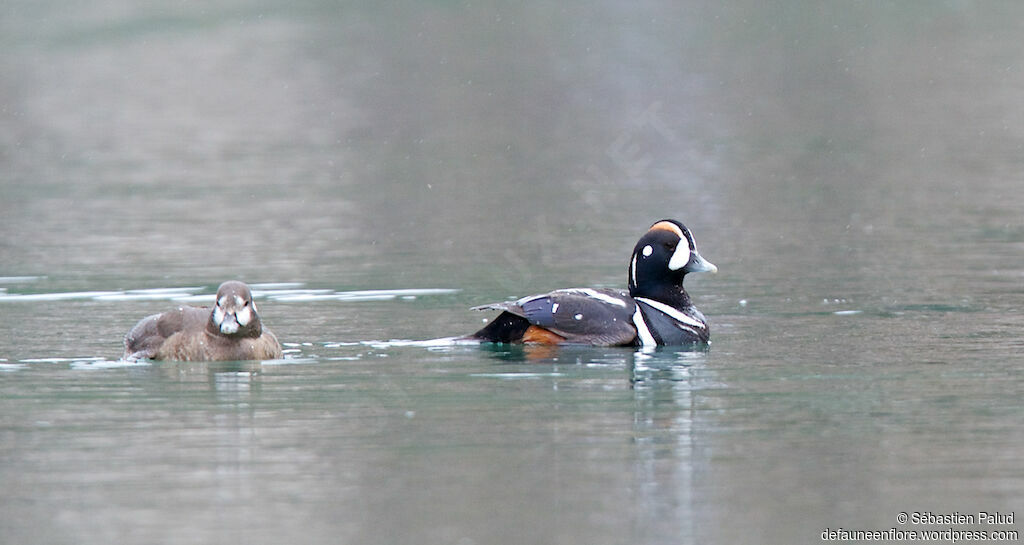 Harlequin Duckadult breeding