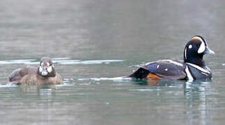 Harlequin Duck