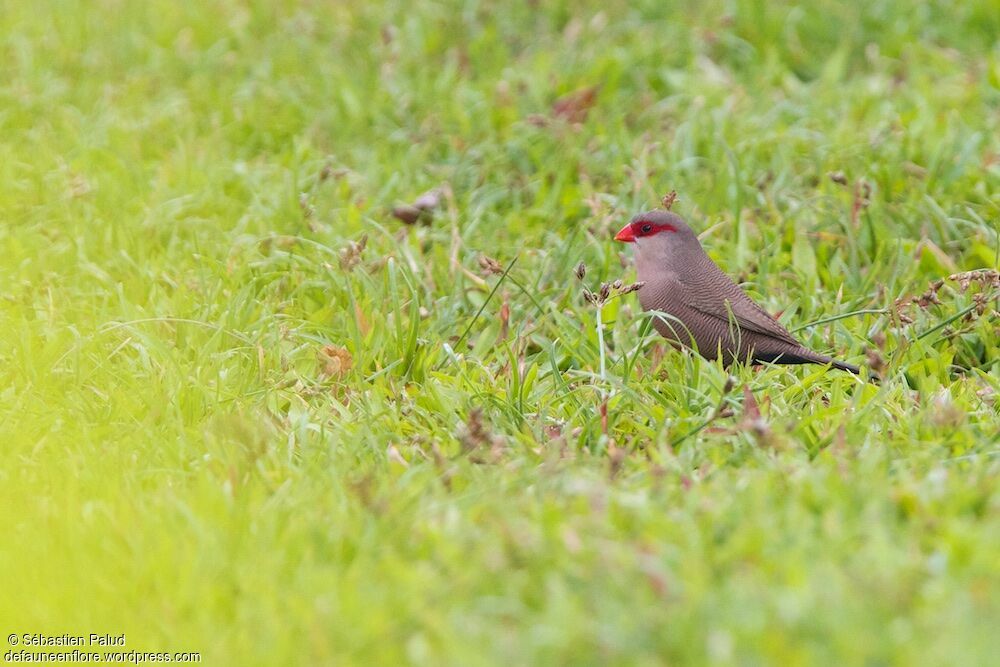 Common Waxbill