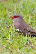 Common Waxbill