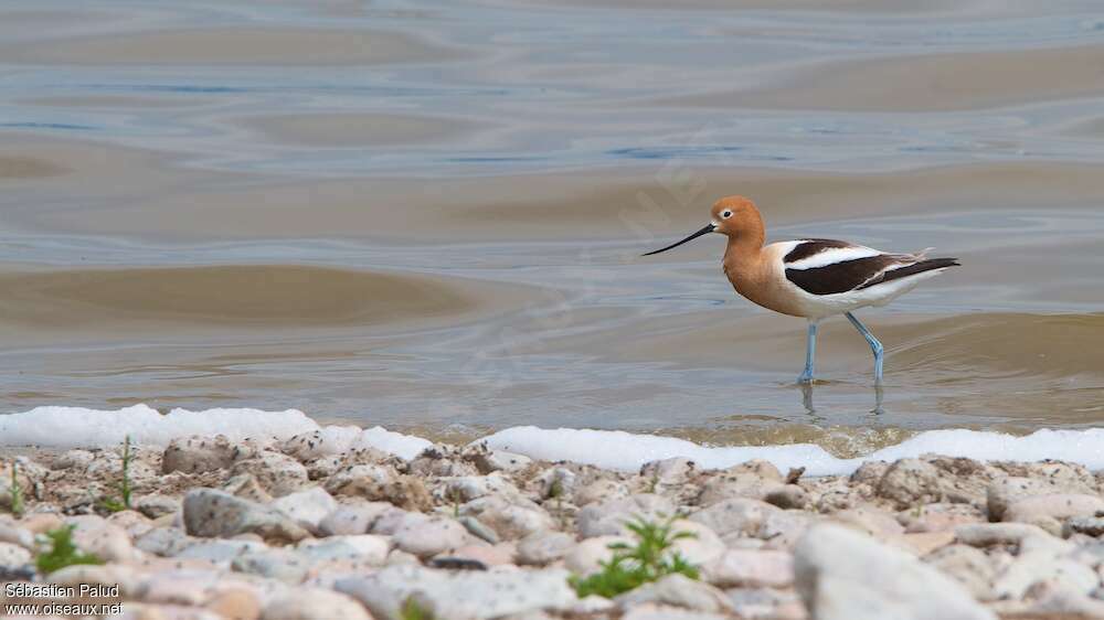 American Avocet male adult breeding, habitat, pigmentation