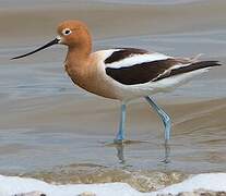 Avocette d'Amérique