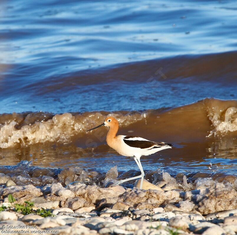 Avocette d'Amérique mâle adulte nuptial