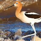 Avocette d'Amérique