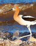 Avocette d'Amérique