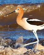 American Avocet