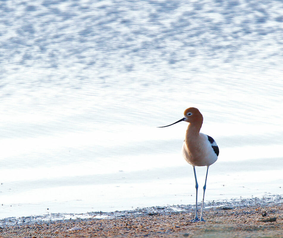 American Avocet female adult breeding