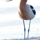 Avocette d'Amérique