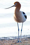 Avocette d'Amérique