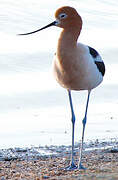 Avocette d'Amérique