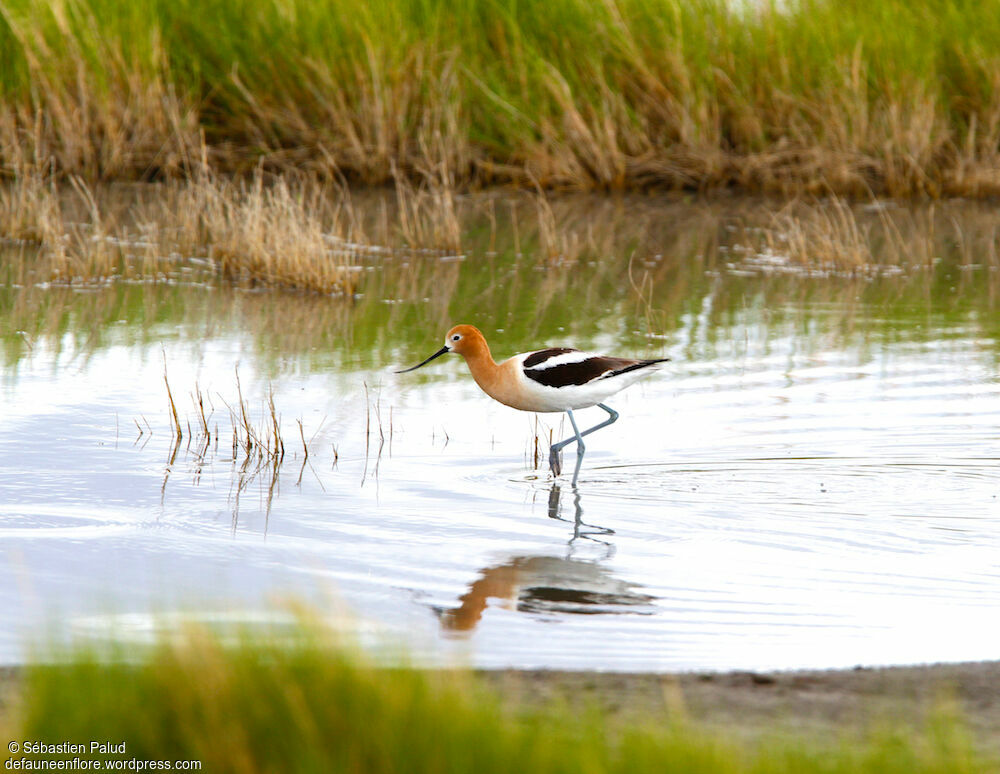 American Avocet female adult breeding