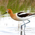 Avocette d'Amérique