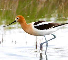 Avocette d'Amérique