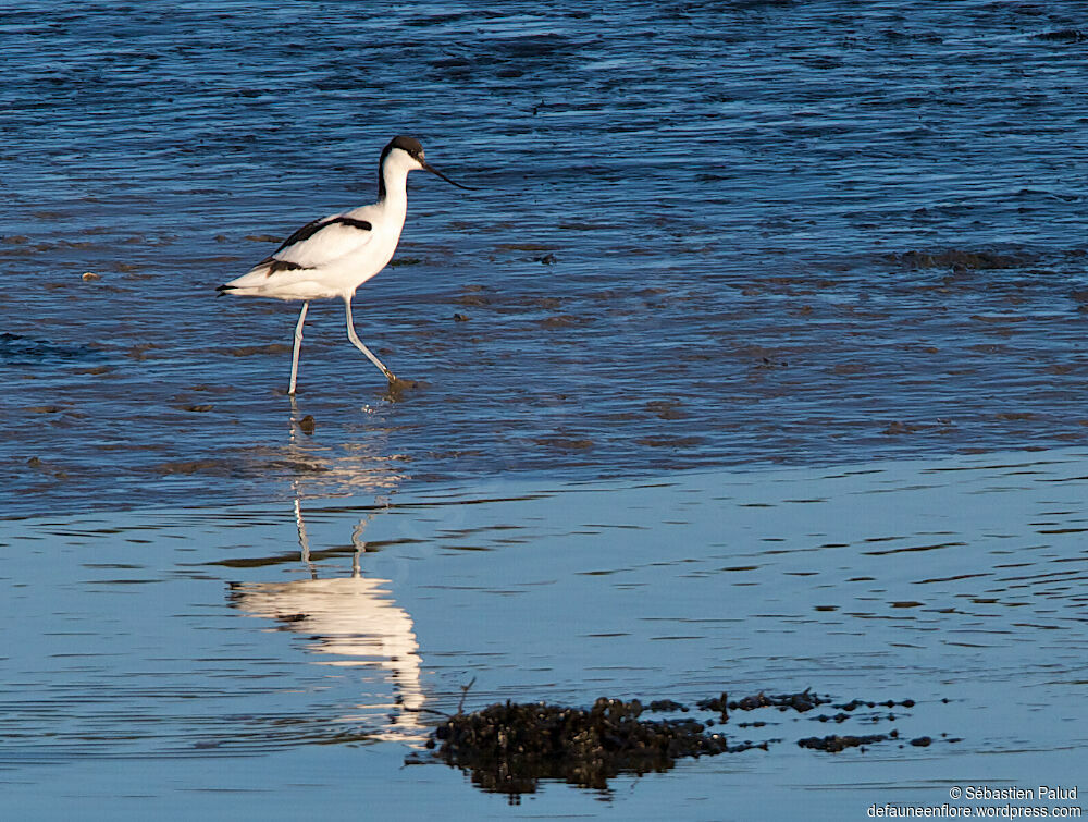 Pied Avocet