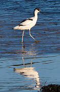 Avocette élégante