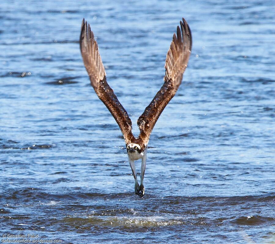 Western Osprey