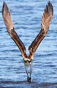 Western Osprey