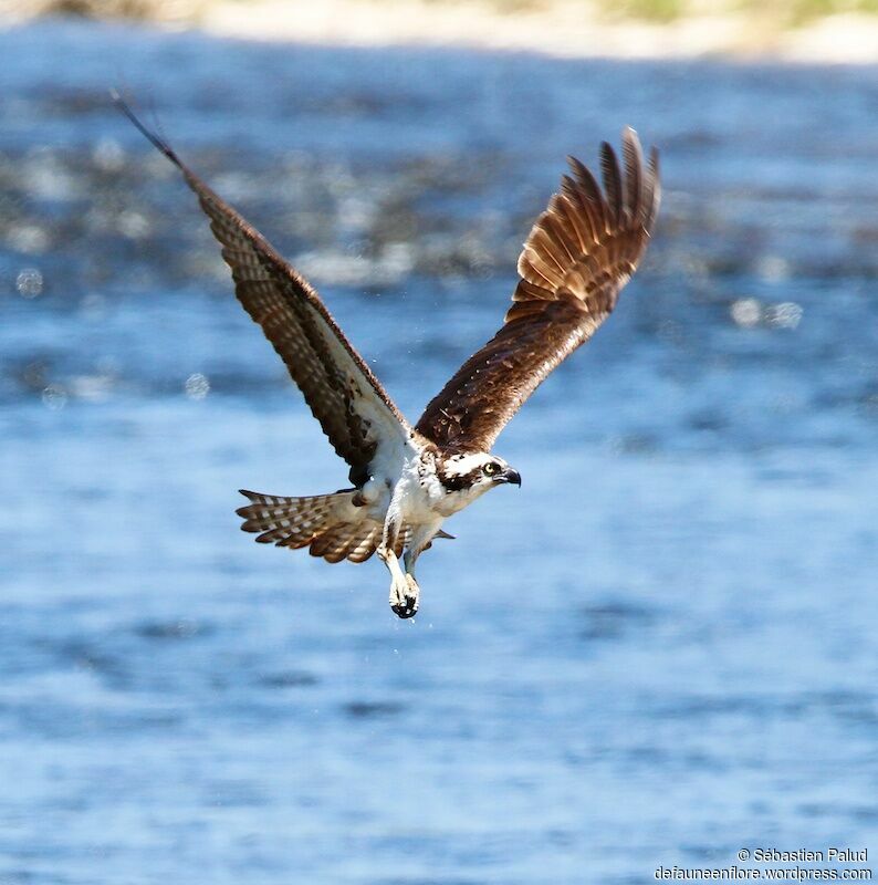 Western Osprey