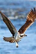 Western Osprey