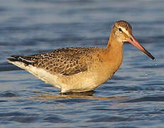 Black-tailed Godwit