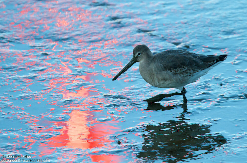 Black-tailed Godwitadult post breeding