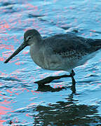 Black-tailed Godwit