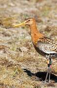 Black-tailed Godwit