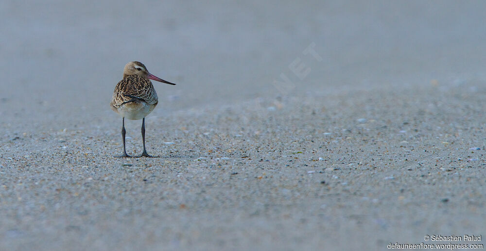 Bar-tailed Godwit