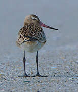 Bar-tailed Godwit