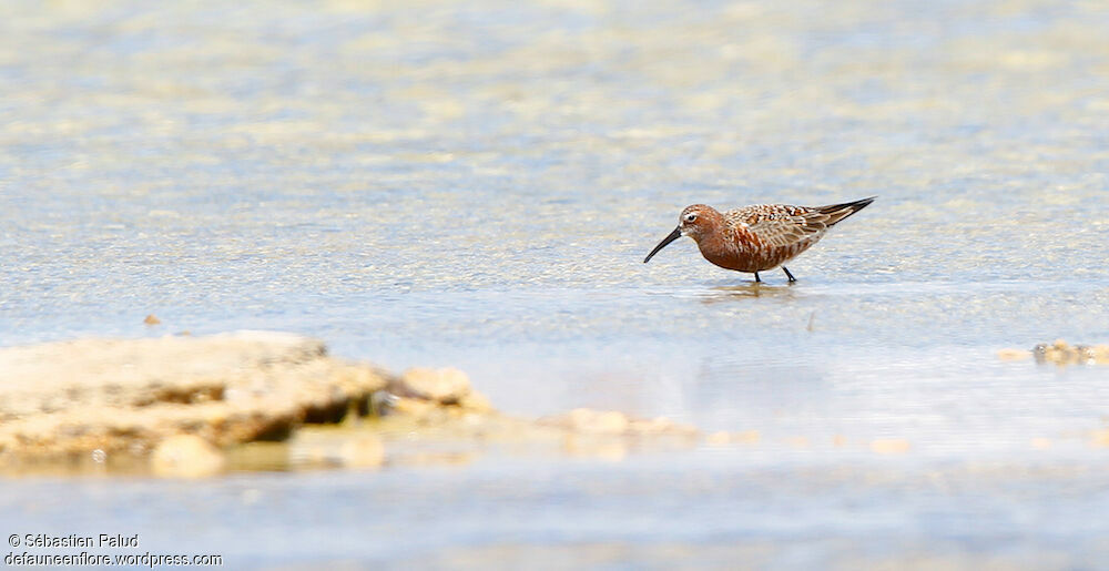 Curlew Sandpiperadult