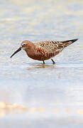 Curlew Sandpiper