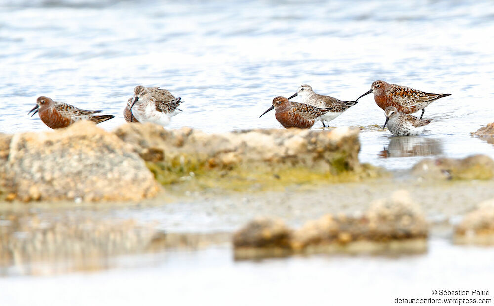 Curlew Sandpiper