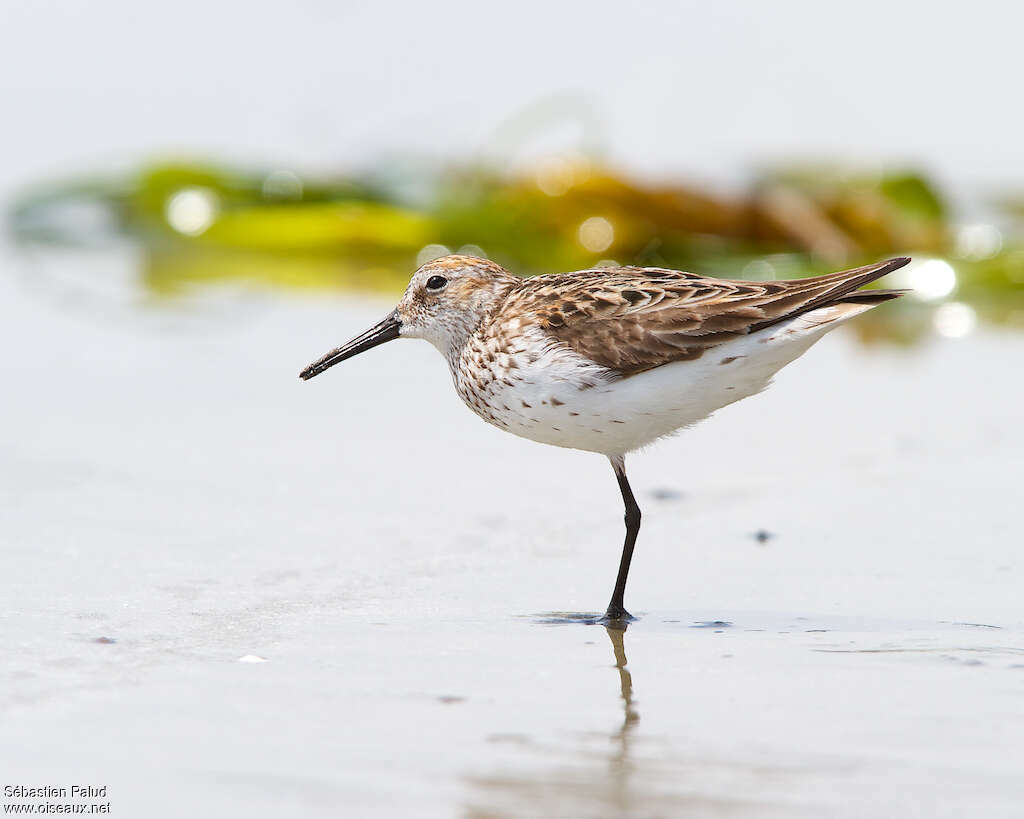 Bécasseau d'Alaskaadulte nuptial, identification