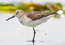 Western Sandpiper