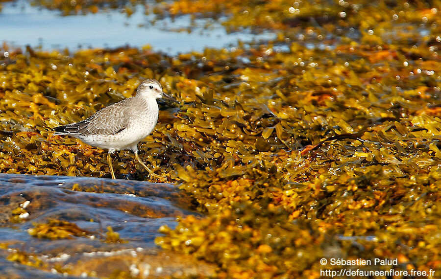 Red Knot