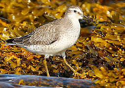 Red Knot