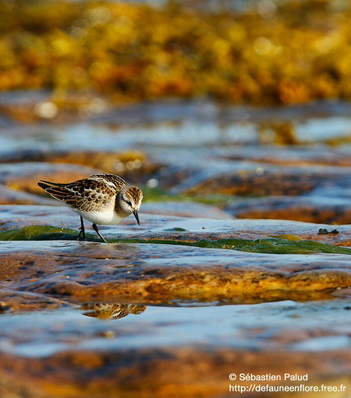 Little Stint