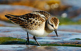 Little Stint