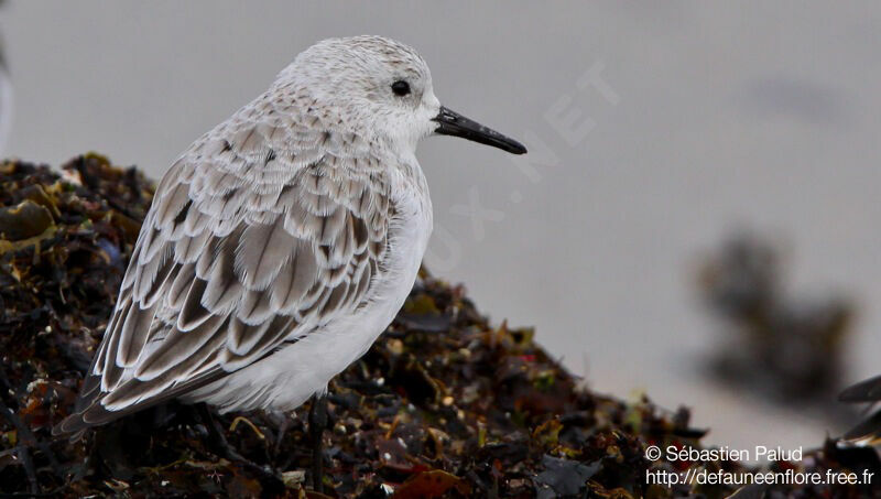 Sanderling