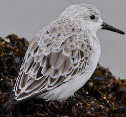 Bécasseau sanderling