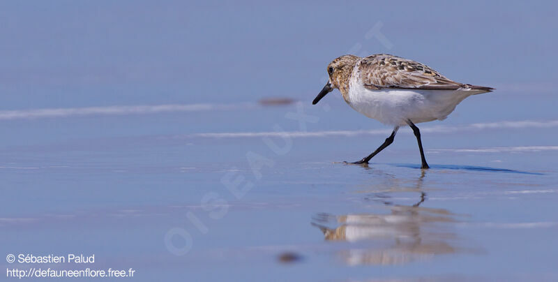 Sanderling