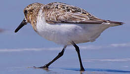 Bécasseau sanderling